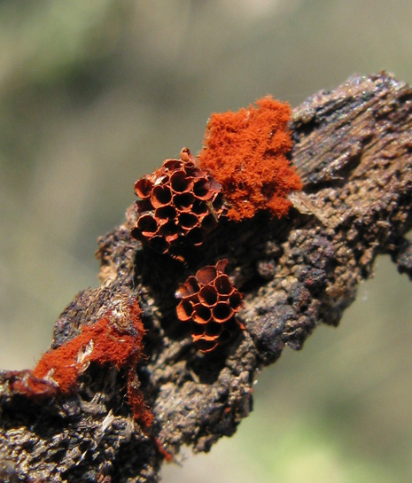 Roba cotonosa rossa e ciotoline - Arcyria sp.